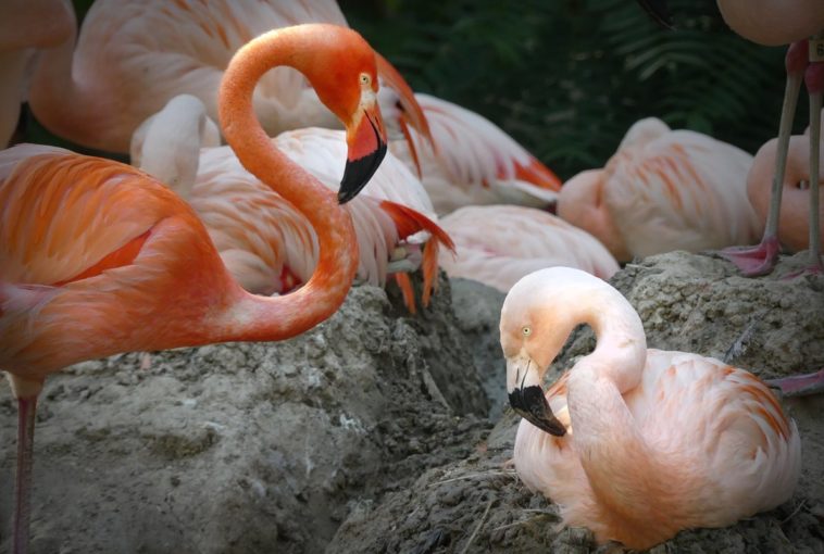 schwule Flamingos