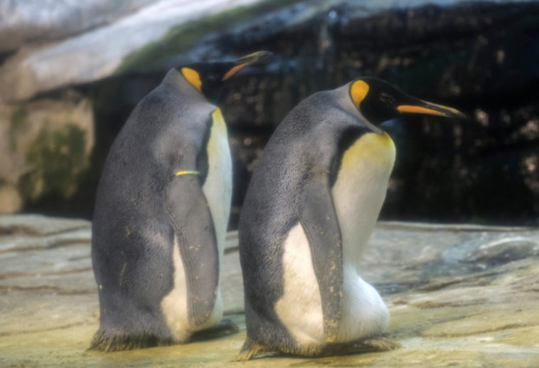 schwule Pinguine