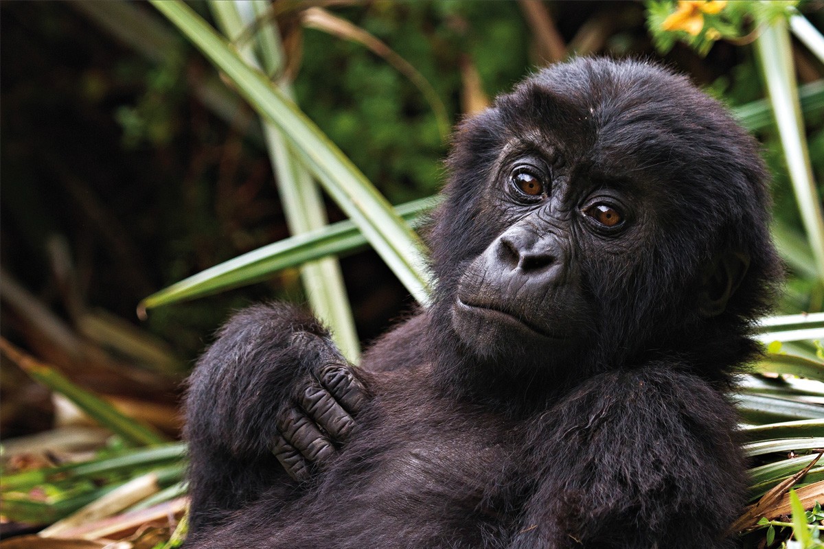 Homosexualität Tiere