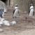schwule Pinguine