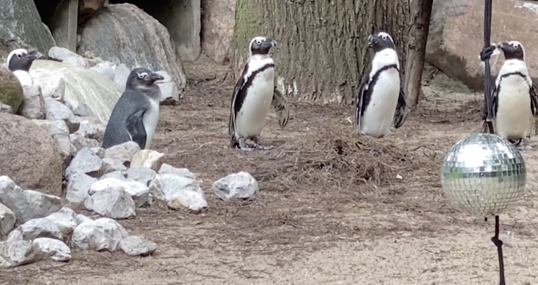schwule Pinguine