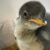 schwule Pinguine