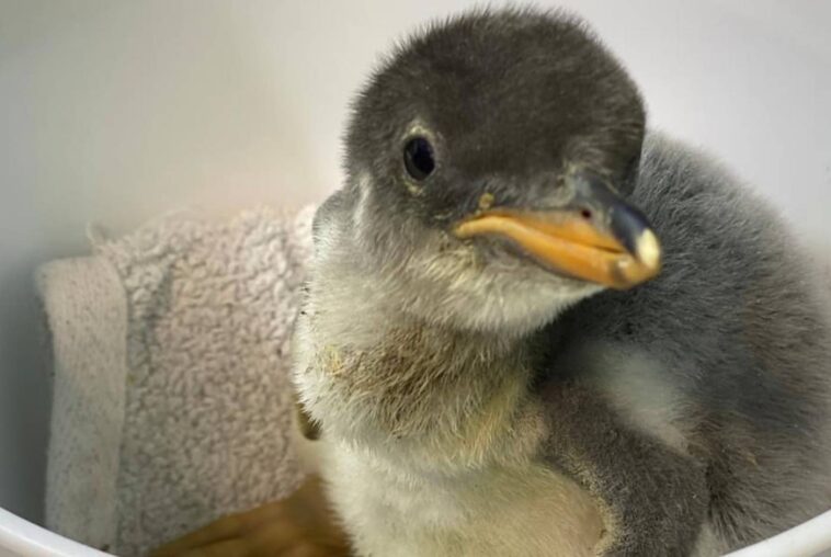 schwule Pinguine