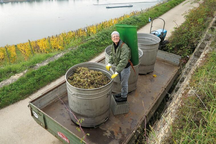 winzerin deutschland