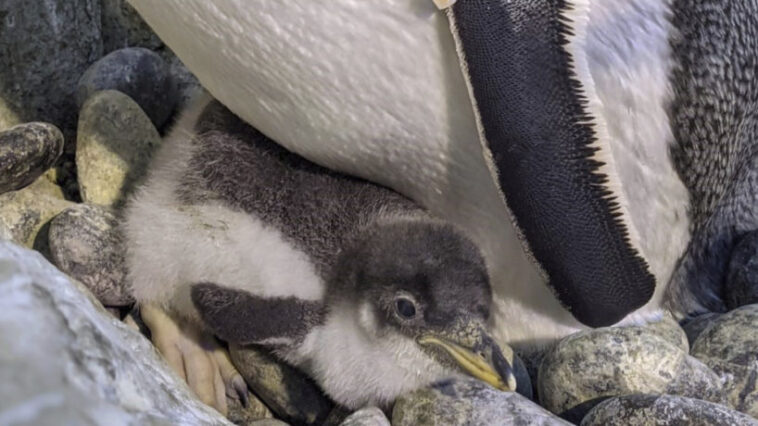 schwule Pinguine