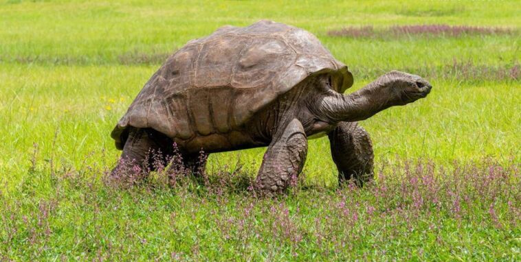 Jonathan die Schildkröte