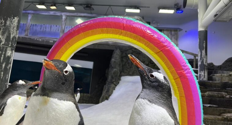 Schwules Pinguinpaar