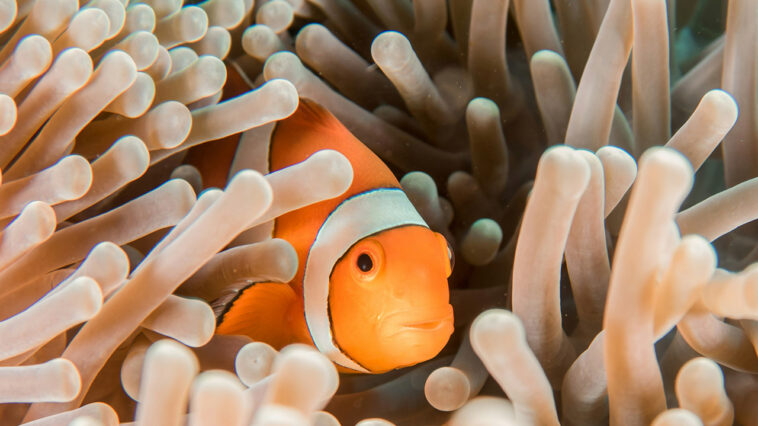 Clownfisch