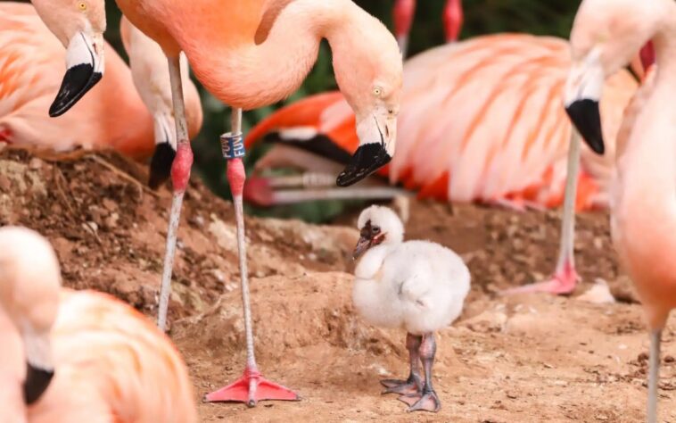 Flamingo